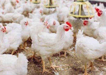 République Dominicaine : « des millions de poules seront bientôt abattues… », se plaignent des producteurs