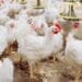 République Dominicaine : « des millions de poules seront bientôt abattues… », se plaignent des producteurs