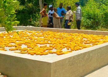 Le MARNDR déploie 150 glacis de séchage dans le Sud pour réduire les pertes post-récolte et soutenir les revenus agricoles