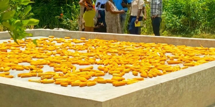 Le MARNDR déploie 150 glacis de séchage dans le Sud pour réduire les pertes post-récolte et soutenir les revenus agricoles
